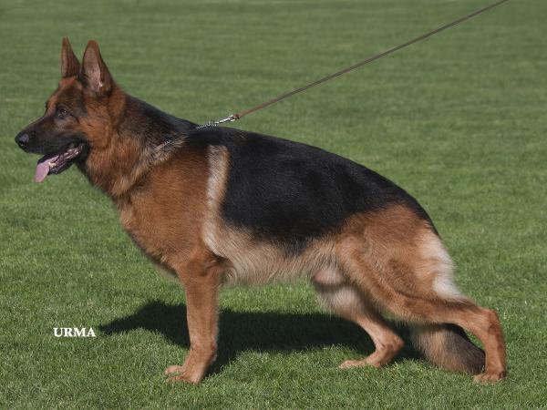 V2 Koby von Fidelius !! NEW  HOLDER !! kennel-vennebjerg.dk